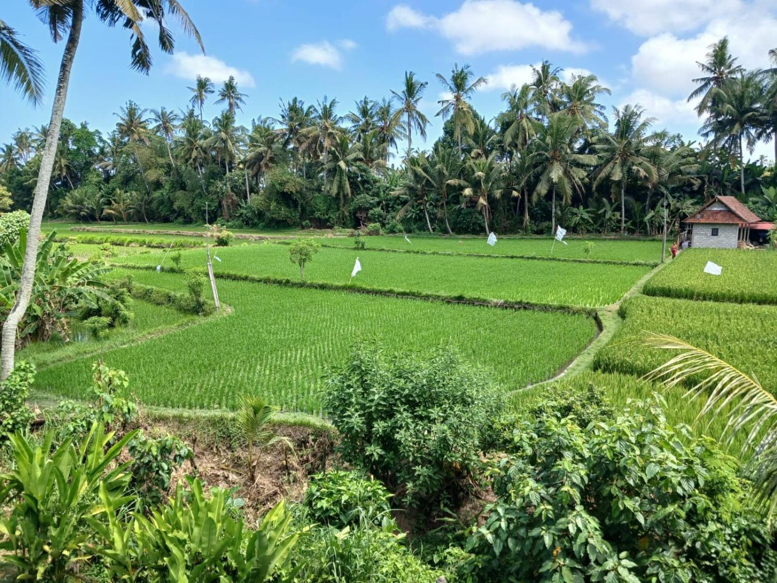 Sunset Pandawa Villa Ubud Exterior foto